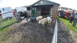 Oldtimerdag zorgboerderij Geusje's Stee Nieuwe-Tonge