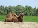 EM Walhalla (Elk Merk Waardig) in Raamsdonksveer