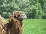 EM Walhalla (Elk Merk Waardig) in Raamsdonksveer