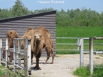 EM Walhalla (Elk Merk Waardig) in Raamsdonksveer