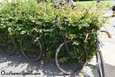 IVCA wereld oldtimerfietstreffen Sully-sur-Loir - day 1 -  29 mei 2025