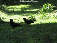Oldtimerdag Vianen -  20 juni 2026